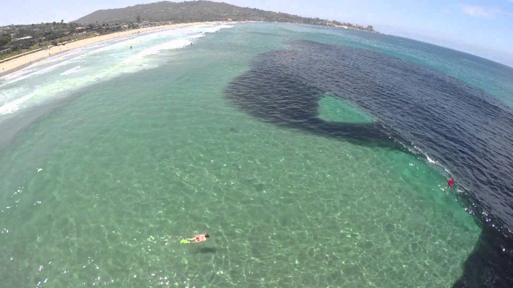 Zwemmen tussen miljoenen ansjovissen