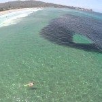 Zwemmen tussen miljoenen ansjovissen