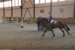 Paard gaat alleen op jumpingpad