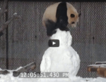 Pandabeer speelt met sneeuwpop