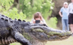 Bizar grote alligator komt even langs