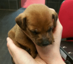 Dierenpolitie is op zoek naar de eigenaar van pup.