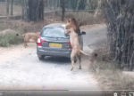 Leeuw valt wagen aan