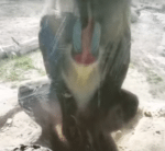 Geile aap geeft show voor twee mooie dames