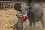 Olifant vs buffel
