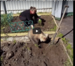 Beertje helpt in de tuin