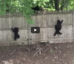 Schattige klimmende beertjes