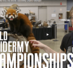 Wereldkampioenschap taxidermisten