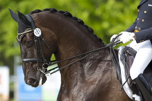 paard