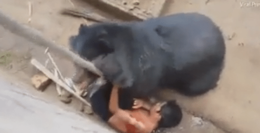 Verschrikkelijke beelden! Beer pakt man in Thaise zoo