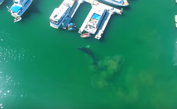Bultrug brengt bezoekje aan haven van Ventura