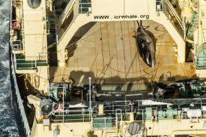 walvis op Noorse walvisjacht boot