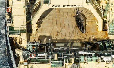 walvis op Noorse walvisjacht boot