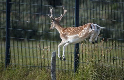 Hert houdt huis in rouwcentrum