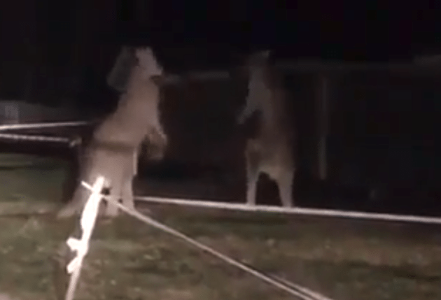 Kangoeroes hebben ruzie en vechten met elkaar