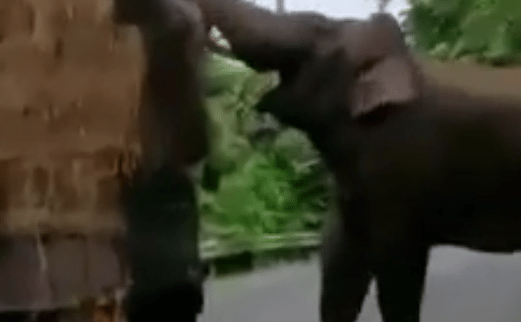 Brutale olifant jat hooi