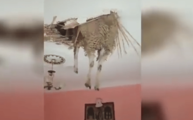 Schaap zakt door plafond tijdens offerfeest