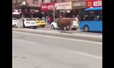 Stier beukt vrouw omver op straat