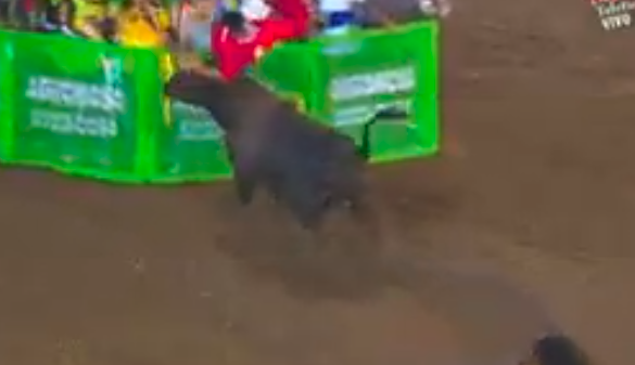 Man komt stier twee keer tegen