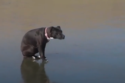 Brandweer redt hond van bevroren rivier