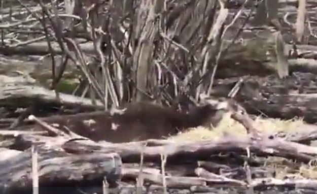 “Dood geschoten hert leefde nog” Oostvaardersplassen