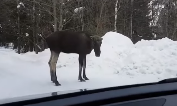 Automobilist komt een gefrustreerde eland tegen
