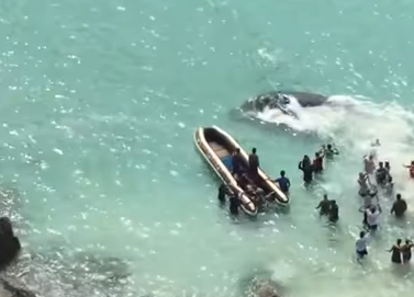 Brazilianen redden walvis in de baai van Praia Grande nabij Rio de Janeiro