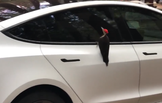 Specht inspecteert Tesla