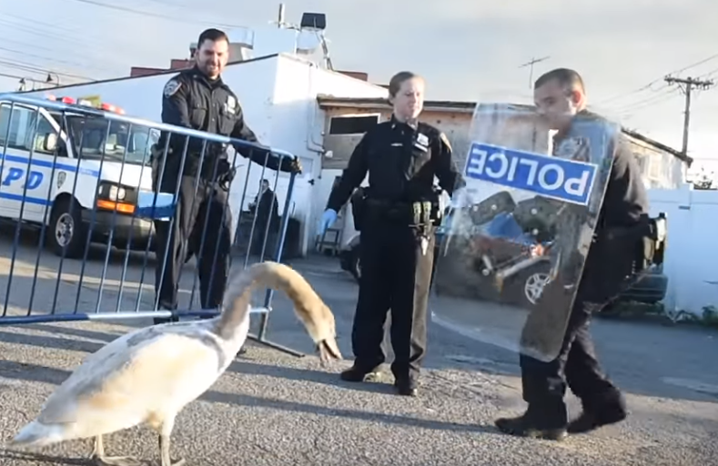 NYPD druk met boze gans