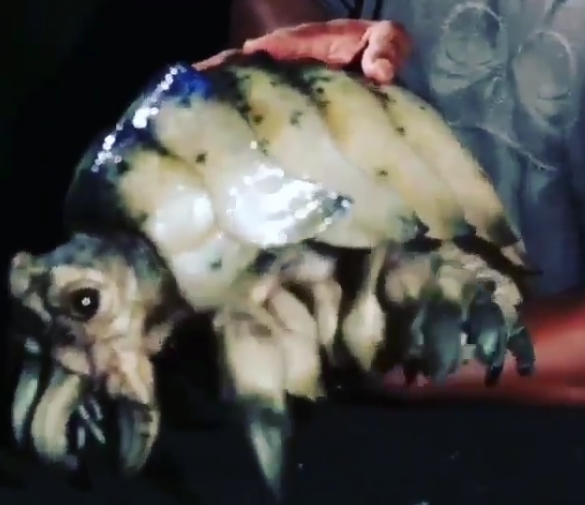 Een nieuw soort bedwants?