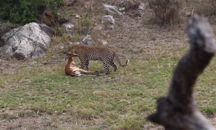 Jachtluipaard is toch sneller dan Impala
