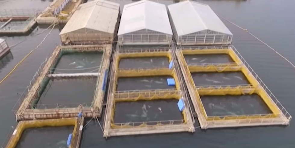 Orka’s en witte walvissen vriezen dood