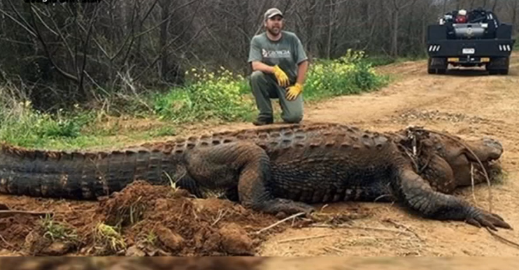 Bizar grote alligator