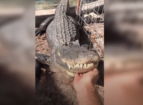 Gewoon een poeslieve krokodil