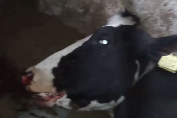 Koe dood door een weggooid blikje in weiland