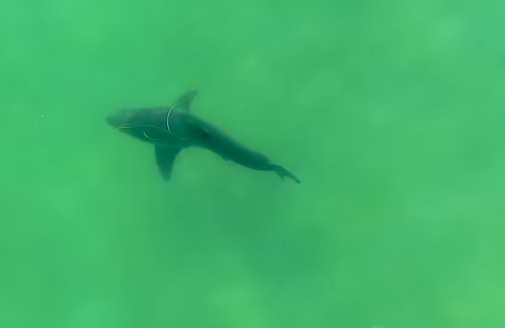 Mooie beelden: Witte haai eet dolfijn op