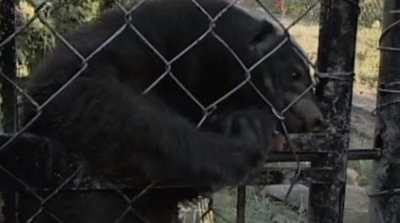 Stoffel de honingdas is een slim diertje